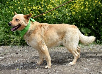 ZIPPY K ADOPCI - 5 LET, VESELÝ, ODDANÝ,ZVĚDAVÝ - 9