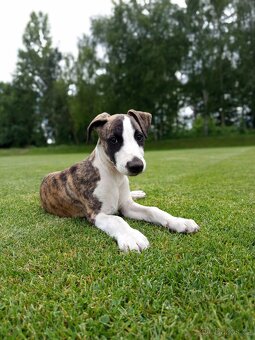 Whippet/vipet štěně s PP FCI - 9
