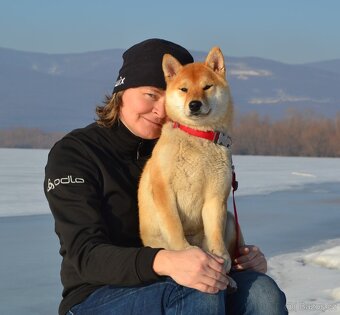 Shiba   s PP / FCI / - 9