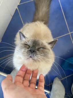 Hledám dočasnou péči pro Ragdoll kočičku - 9