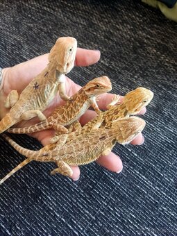 Agama vousatá - mláďata z vlastního chovu - 9