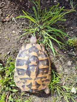 Želva testudo hermani - 9