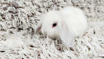 Zakrslý beránek, králíček, králík - MOLLY - 9