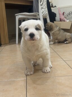 Středoasijský pastevecký pes štěňátka - 9