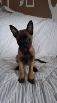 Belgický ovčák malinois odběr od 20.10-30.10.2025 - 9