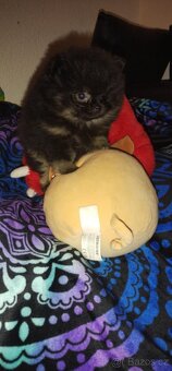 Pomeranian TOP fenečka a pejsek - 9