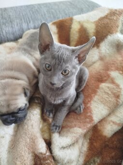 Cornish rex koťátko - 9