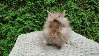 Zakrslý králík, králíček -(lvíček)-NATANIEL - 9