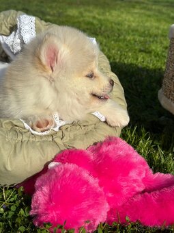 Pomsky / Pomeranian / Husky - 9