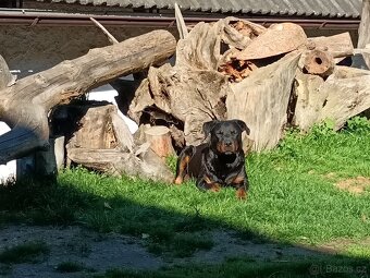 Steně RTW x Ridgeback - poslední volný pes. K ODBĚRU - 9