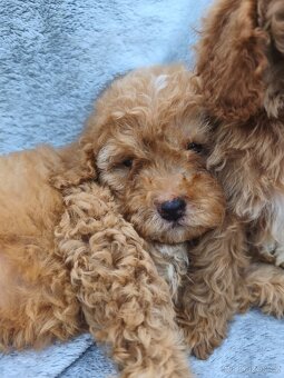 Cavapoo pudl kavalir - 9