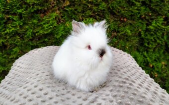 Zakrslý králík, králíček - TEDDY - ONDŘEJ a OTA - 9