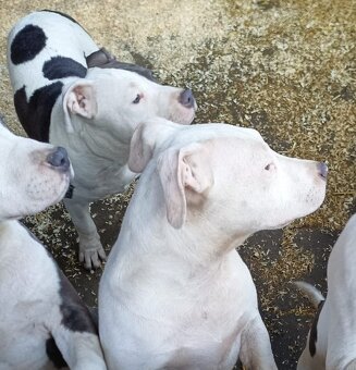 Americký stafordšírský teriér modrá št.s rodokmenem k odběru - 9