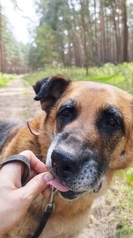 ROXY K ADOPCI - vděčná, nenáročná seniorka - 9