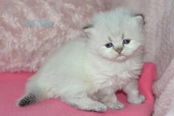 Britská koťátka s PP k rezervaci - 9