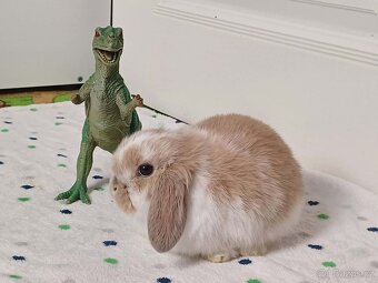 ★Volný Sameček Zakrslý Beránek MiniLop★ - 9