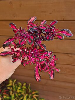 Africké okrasné kopřivy COLEUS SEMENA - 9