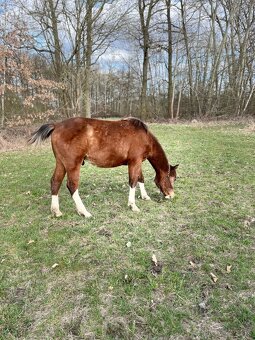 Roční hřebeček QH x Appaloosa - 9