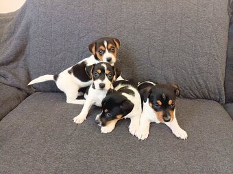 Jack Russell - 9