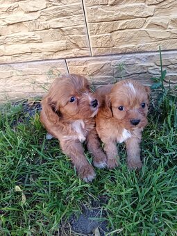 Cavapoo,cavapo - 9