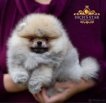 Pomeranian s PP FCI - 9