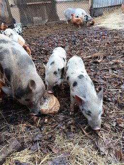 Gottingenská mini-prasátka - 9