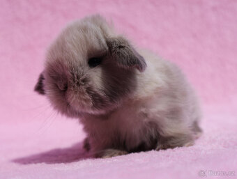 Mini beránek s VP - samička . - 9