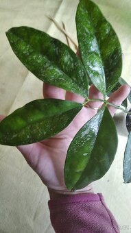Hoya voskovky - 9