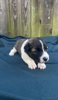 Štěňata border kolie - 9