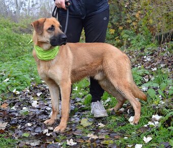 DONALD K ADOPCI - 2,5 ROKU, AKTIVNÝ,PŘÁTELSKÝ,VHODNÝ K RD - 9