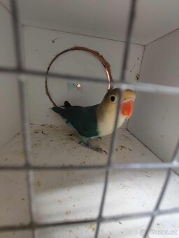 Agapornis ficheri - 9