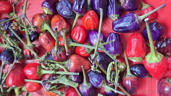 Chilli semínka 7 druhů ,Scorpion,Naga Moritch, Zvonečkové, A - 9