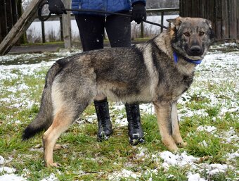 BOLEK K ADOPCI - 1,5 ROKU, PŘÁTELSKÝ,KONTAKTNÍ,HRAVÝ - 9