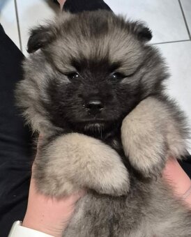Vlčí špic / Keeshond - 9
