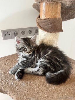 Maine coon s PP - 9