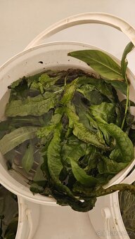 Akvarijní vodní rostliny - 9