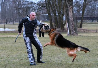Německý ovčák štěňata - 9