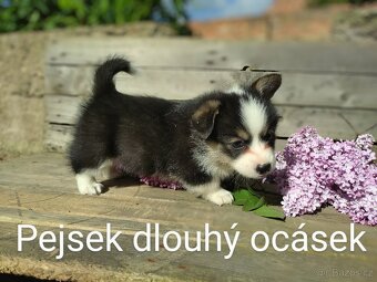 Welsh Corgi Pembroke, s PP FCI, NATURAL BOB - 9