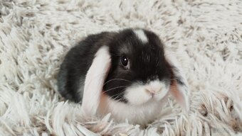 Zakrslý beránek,králík, králíček - ELIŠKA - 9