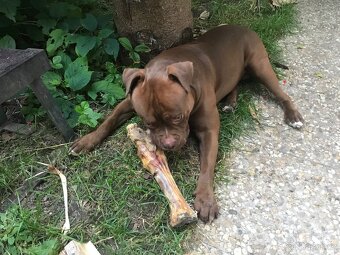 American bully - 9