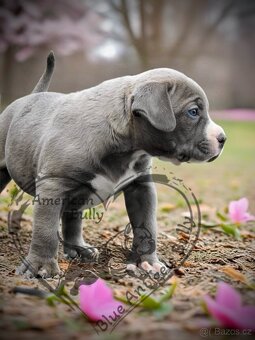American Bully XL / XXL - 9