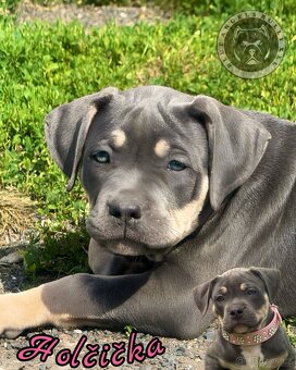 American Bully XL / XXL - 9