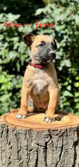Štěně belgického ovčáka malinois s PP - 9
