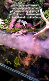 Otevřené přírodní Paludarium s kraby red tomato - 9