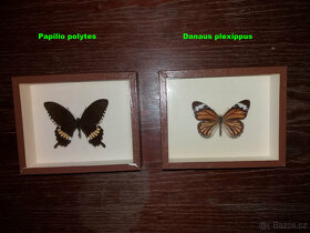 Mušle, cestovní šachy, odznaky a karty Canasta - 9