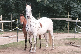 Hřebec original Knabstrupper - 9