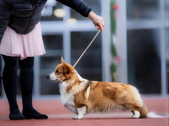 Fenka Welsh Corgi Pembroke s PP - 9