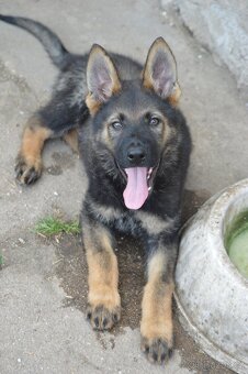 Německý ovčák - 9