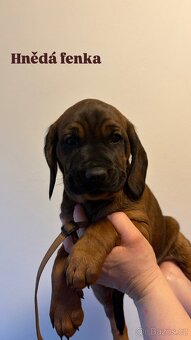 Bavorský barvář - 9