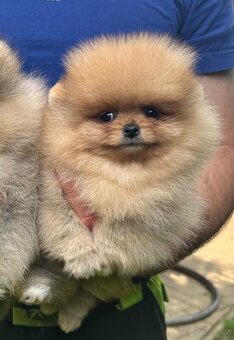 Pomeranian s pp FCI - 9